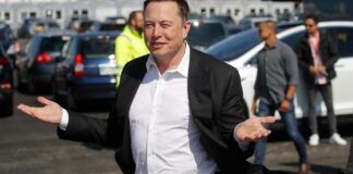 Estados Unidos: Por qué los gatos pueden ser un “problema” para Elon Musk